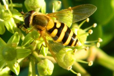 <i>Syrphus ribesii</i>