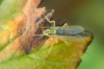 <i>Chironomus plumosus</i>