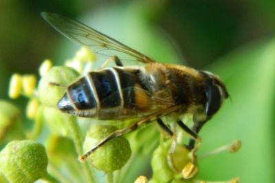 <i>Eristalis pertinax</i>