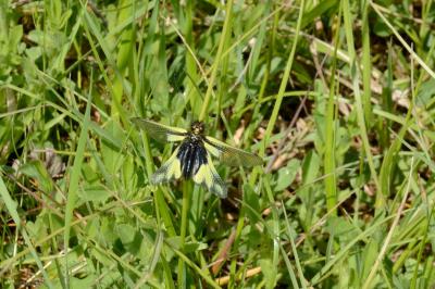 <i>Libelloides coccajus</i>
