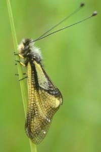 <i>Libelloides coccajus</i>