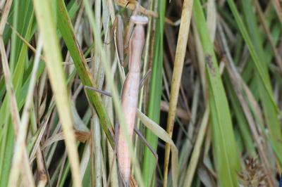 <i>Mantis religiosa</i>