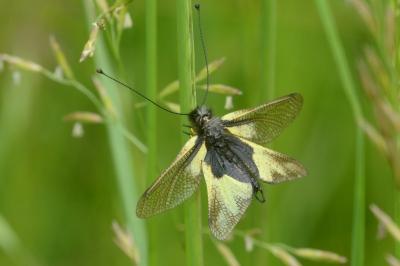 <i>Libelloides coccajus</i>