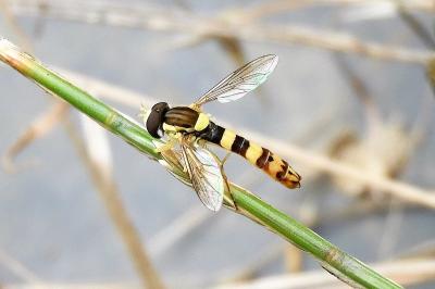 <i>Sphaerophoria scripta</i>