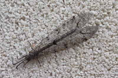 <i>Distoleon tetragrammicus</i>