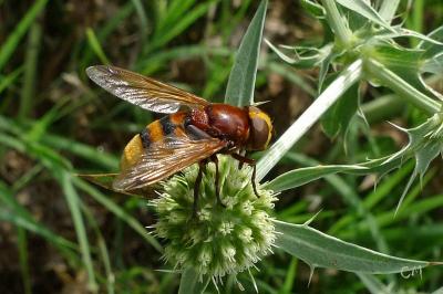 <i>Volucella zonaria</i>