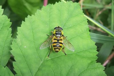 <i>Myathropa florea</i>