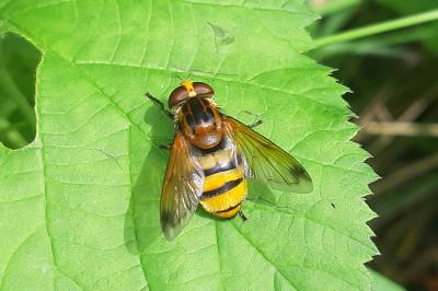 <i>Volucella inanis</i>