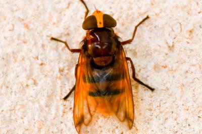 <i>Volucella zonaria</i>