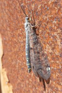 <i>Distoleon tetragrammicus</i>