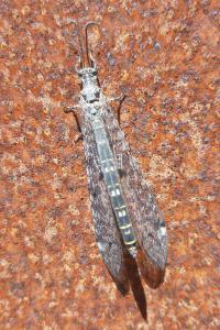 <i>Distoleon tetragrammicus</i>