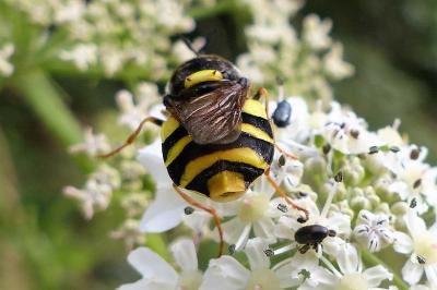 <i>Stratiomys concinna</i>