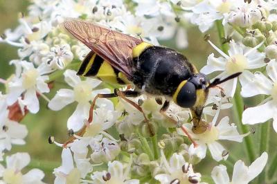 <i>Stratiomys concinna</i>