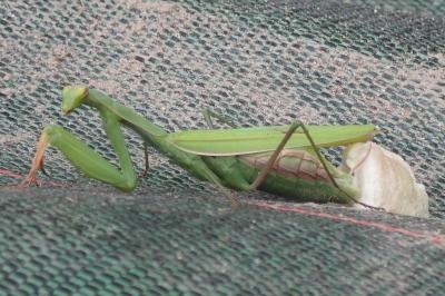 <i>Mantis religiosa</i>
