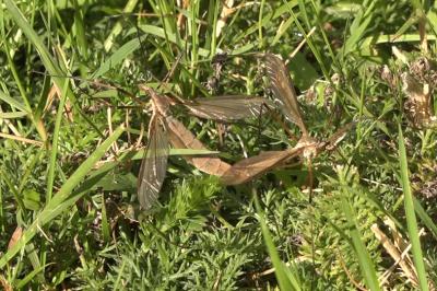 <i>Tipula paludosa</i>
