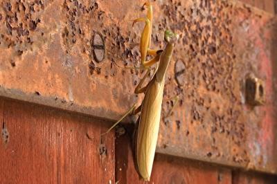 <i>Mantis religiosa</i>