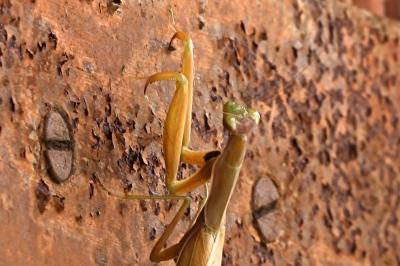 Mantis religiosa