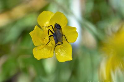<i>Empis tessellata</i>