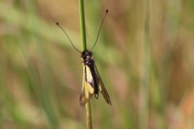 <i>Libelloides coccajus</i>