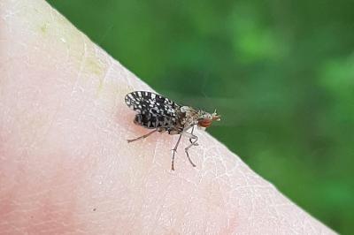 <i>Trypetoptera punctulata</i>