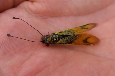 <i>Libelloides longicornis</i>