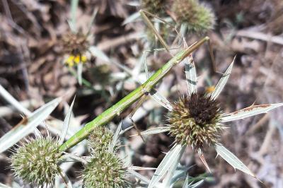 <i>Clonopsis gallica</i>