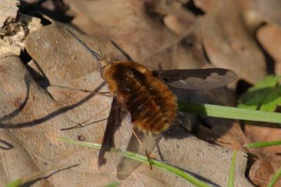 <i>Bombylius major</i>