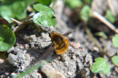 <i>Bombylius major</i>