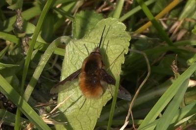 <i>Bombylius major</i>