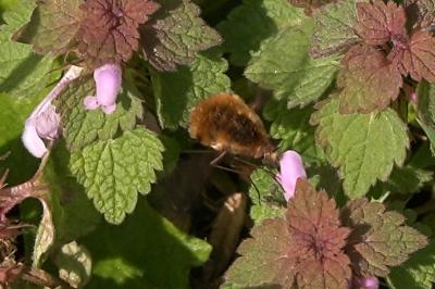 <i>Bombylius major</i>