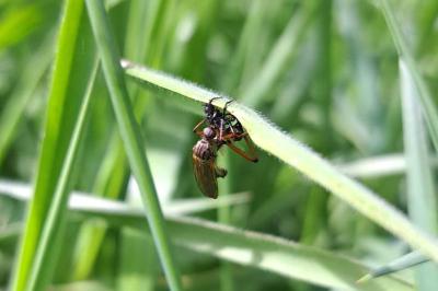 <i>Empis opaca</i>
