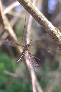 <i>Tipula</i>