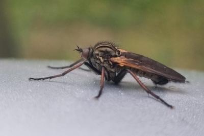 <i>Empis tessellata</i>