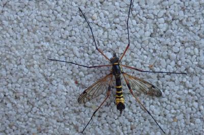 <i>Ctenophora flaveolata</i>