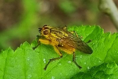 <i>Scathophaga stercoraria</i>