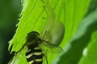 <i>Syrphus ribesii</i>
