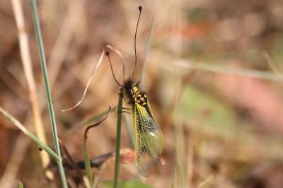 <i>Libelloides longicornis</i>