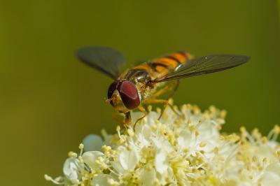 <i>Episyrphus balteatus</i>