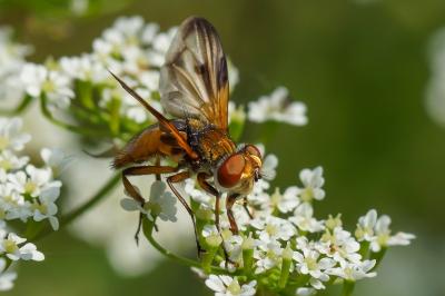<i>Ectophasia crassipennis</i>