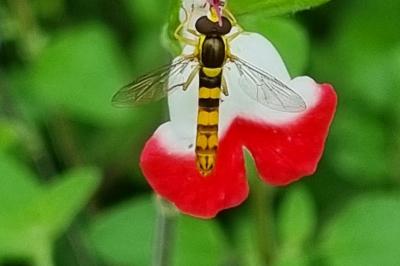 <i>Sphaerophoria scripta</i>