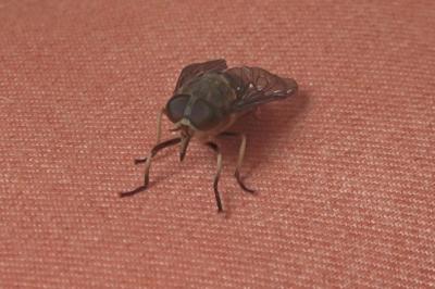 <i>Tabanus bovinus</i>