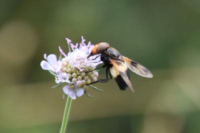 <i>Volucella pellucens</i>