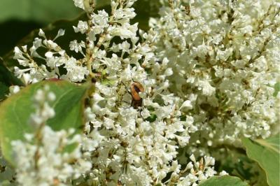 <i>Ectophasia crassipennis</i>