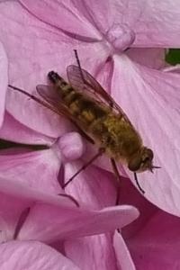 <i>Thereva nobilitata</i>