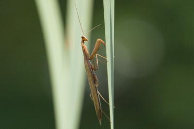 <i>Mantis religiosa</i>