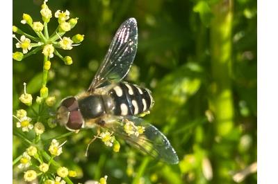<i>Scaeva pyrastri</i>