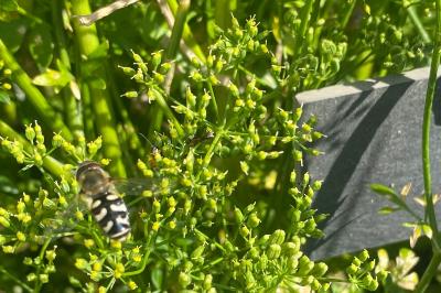 <i>Scaeva pyrastri</i>