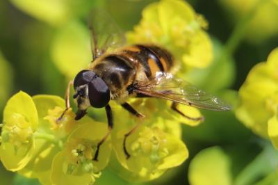 <i>Myathropa florea</i>