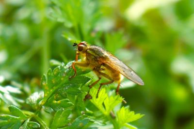 <i>Scathophaga stercoraria</i>