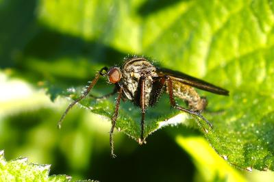 <i>Empis tessellata</i>
